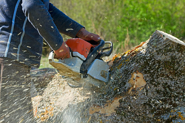 Tree Branch Trimming